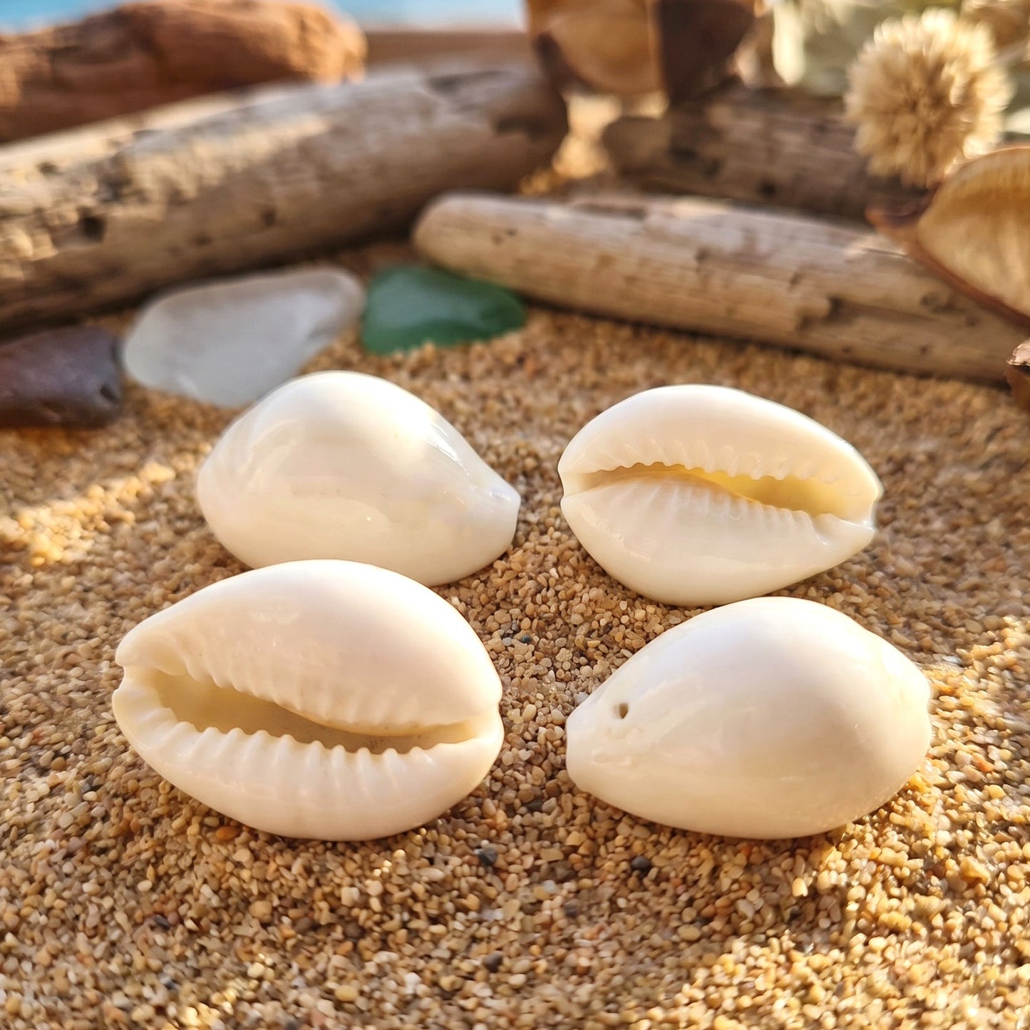 white cowrie shells craft set