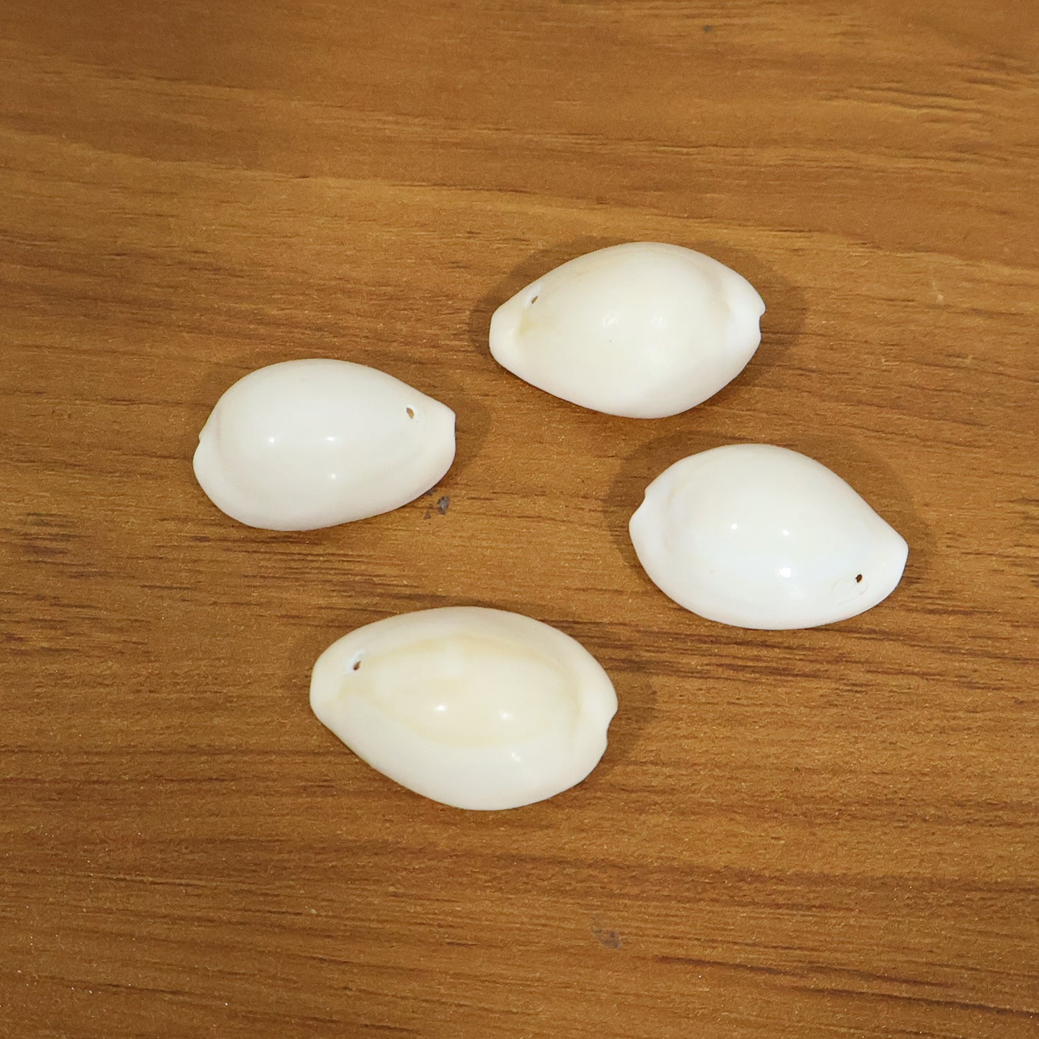 natural sea shells puja items set